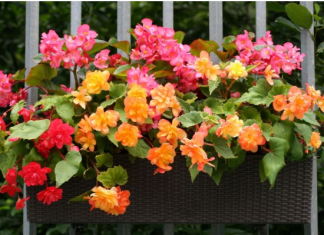 Vjeruje se DONOSI RADOST I SREĆU u kuću: Svaka žena treba da gaji ovo cvijeće na terasi ili dvorištu