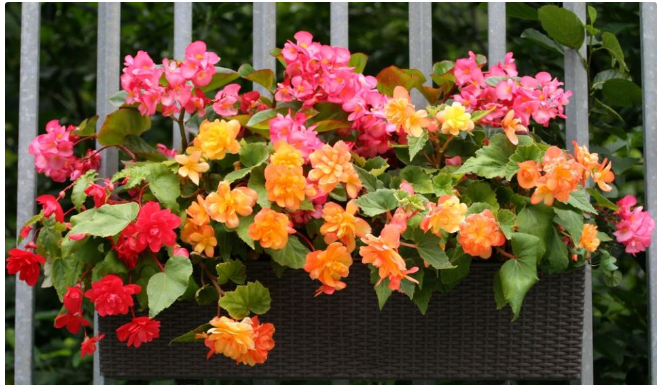 Vjeruje se DONOSI RADOST I SREĆU u kuću: Svaka žena treba da gaji ovo cvijeće na terasi ili dvorištu