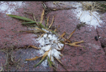 Prestanite ČUPATI korov rukama, nema razloga za to: Moram podijeliti ovaj kućni trik!