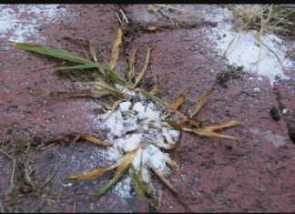 Prestanite ČUPATI korov rukama, nema razloga za to: Moram podijeliti ovaj kućni trik!