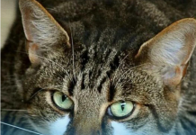 Mačka vam je donijela miša na kućni prag? Evo šta vam time poručuje