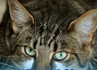 Mačka vam je donijela miša na kućni prag? Evo šta vam time poručuje