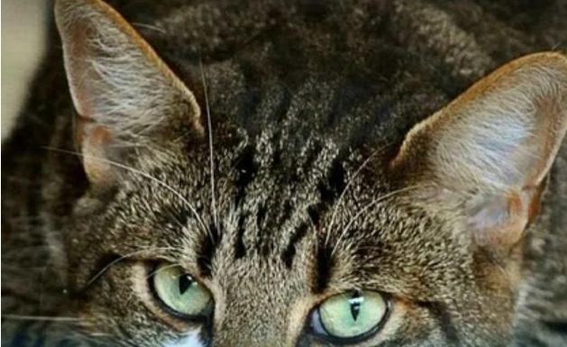 Mačka vam je donijela miša na kućni prag? Evo šta vam time poručuje