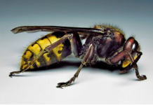 Posadite ovu biljku pored terase i više nećete videti stršljene i ose: Od njenog mirisa beže kao ludi