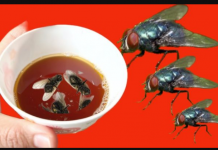 Nikada se nisam brže riješio muha: Ovaj kućni TRIK djeluje kao šarm!