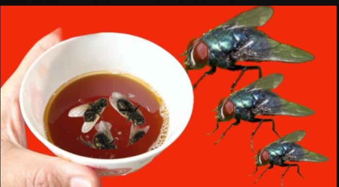 Nikada se nisam brže riješio muha: Ovaj kućni TRIK djeluje kao šarm!