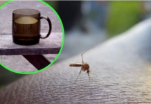 Napunite čašu njome i stavite je na prozorsku dasku: Ovako se Italijani bore protiv komaraca – TO JE DOKAZANO GODINAMA