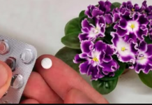 Stavite 1 TABLETU u svaku saksiju za cvijeće i nećete prepoznati svoje sobne biljke: NIKAD prije nisu imale toliko cvijeća!