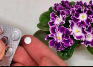 Stavite 1 TABLETU u svaku saksiju za cvijeće i nećete prepoznati svoje sobne biljke: NIKAD prije nisu imale toliko cvijeća!