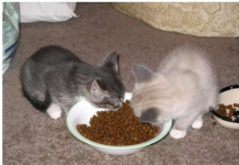 10 jasnih znakova da vaša mačka treba HITNU POMOĆ veterinara