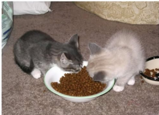 10 jasnih znakova da vaša mačka treba HITNU POMOĆ veterinara