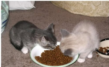 10 jasnih znakova da vaša mačka treba HITNU POMOĆ veterinara