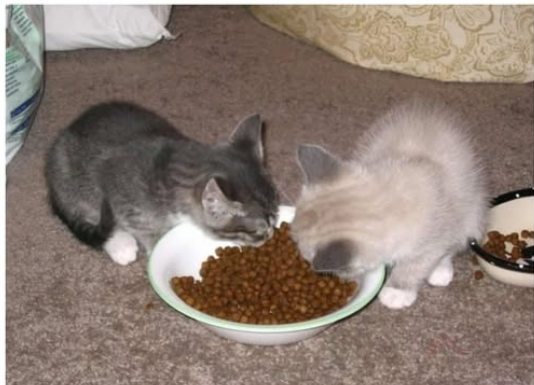 10 jasnih znakova da vaša mačka treba HITNU POMOĆ veterinara