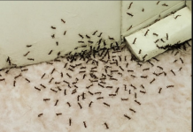 Samo 1 kap i mravi će odmah nestati: Najefikasniji kućni TRIK!