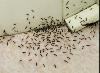 Samo 1 kap i mravi će odmah nestati: Najefikasniji kućni TRIK!