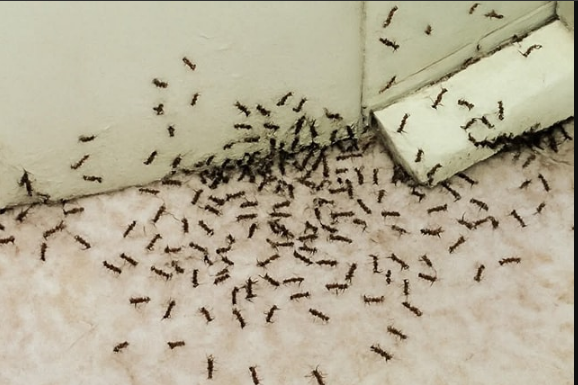 Samo 1 kap i mravi će odmah nestati: Najefikasniji kućni TRIK!