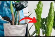 Ništa bolje neće djelovati na ZAMIKOLUKAS: Samo pomiješajte sa zemljom i dodajte u preljev!