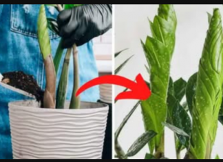 Ništa bolje neće djelovati na ZAMIKOLUKAS: Samo pomiješajte sa zemljom i dodajte u preljev!