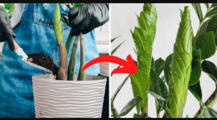 Ništa bolje neće djelovati na ZAMIKOLUKAS: Samo pomiješajte sa zemljom i dodajte u preljev!