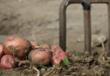 Kada sadite krompir uvijek ubacite malo ovog sastojka, buba zlatica mu neće ni prići