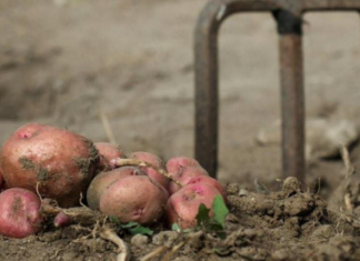 Kada sadite krompir uvijek ubacite malo ovog sastojka, buba zlatica mu neće ni prići