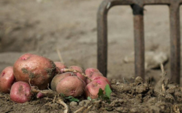 Kada sadite krompir uvijek ubacite malo ovog sastojka, buba zlatica mu neće ni prići