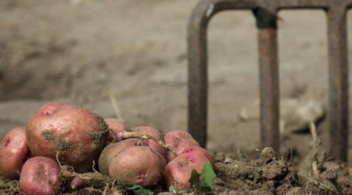 Kada sadite krompir uvijek ubacite malo ovog sastojka, buba zlatica mu neće ni prići