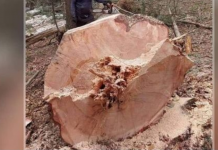 DRVOSJEČA MILOŠ NIJE MOGAO DA VJERUJE ŠTA VIDI: Ovo se dešava jednom u 100 godina! Posjekao stablo i ostao u čudu (VIDEO)