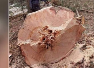 DRVOSJEČA MILOŠ NIJE MOGAO DA VJERUJE ŠTA VIDI: Ovo se dešava jednom u 100 godina! Posjekao stablo i ostao u čudu (VIDEO)