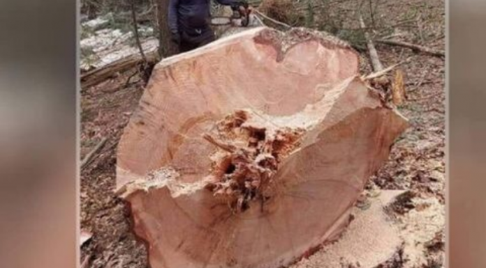 DRVOSJEČA MILOŠ NIJE MOGAO DA VJERUJE ŠTA VIDI: Ovo se dešava jednom u 100 godina! Posjekao stablo i ostao u čudu (VIDEO)