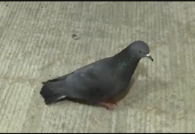 GOLUBOVI NEĆE KROČITI NA VAŠU TERASU: Ovo su tri najbolja načina da ih se zauvijek riješite