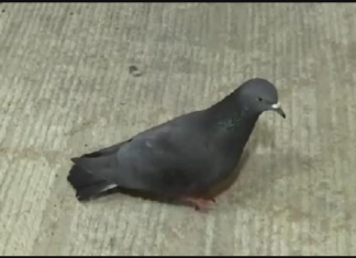 GOLUBOVI NEĆE KROČITI NA VAŠU TERASU: Ovo su tri najbolja načina da ih se zauvijek riješite