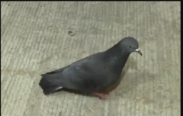 GOLUBOVI NEĆE KROČITI NA VAŠU TERASU: Ovo su tri najbolja načina da ih se zauvijek riješite