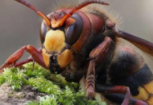 Zasadite ovu biljku blizu terase i nećete vidjeti ose i stršljene: Od njenog mirisa bježe kao ludi