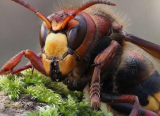 Zasadite ovu biljku blizu terase i nećete vidjeti ose i stršljene: Od njenog mirisa bježe kao ludi