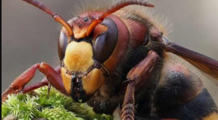 Zasadite ovu biljku blizu terase i nećete vidjeti ose i stršljene: Od njenog mirisa bježe kao ludi