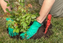 Pored ruža samo zasadite ovo i nemojte se brinuti štetočina: Već sve imate u kuhinji i odmah možete krenuti, a biće zdrave i bujaće neverovatno