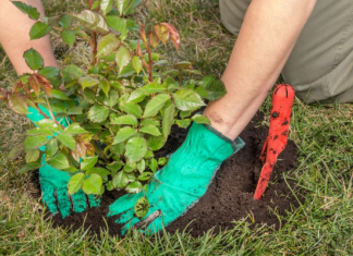 Pored ruža samo zasadite ovo i nemojte se brinuti štetočina: Već sve imate u kuhinji i odmah možete krenuti, a biće zdrave i bujaće neverovatno