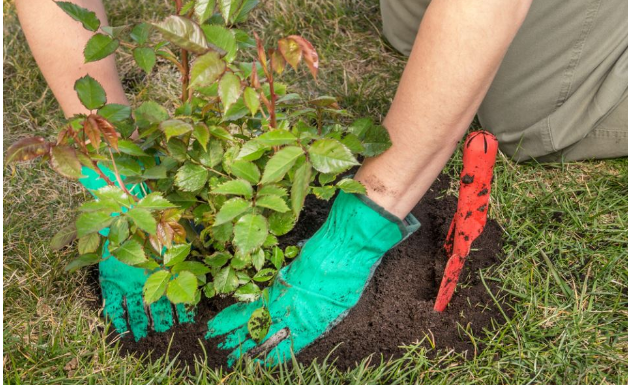Pored ruža samo zasadite ovo i nemojte se brinuti štetočina: Već sve imate u kuhinji i odmah možete krenuti, a biće zdrave i bujaće neverovatno