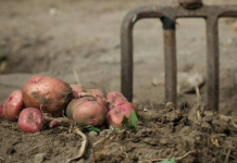 Kada sadite krompir uvijek ubacite malo ovog sastojka, buba zlatica mu neće ni prići