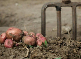 Kada sadite krompir uvijek ubacite malo ovog sastojka, buba zlatica mu neće ni prići