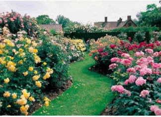 Razblažite u vodi i zalijte svoje ruže u aprilu: Doći će do bukvalne EKSPLOZIJE cvijeća!