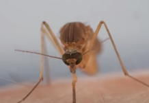 IZLUĐUJU VAS KOMARCI? Razrežite OVO VOĆE na pola i ostavite u ćošak, NIKADA IH VIŠE NEĆETE VIDJETI BLIZU!