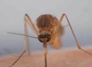IZLUĐUJU VAS KOMARCI? Razrežite OVO VOĆE na pola i ostavite u ćošak, NIKADA IH VIŠE NEĆETE VIDJETI BLIZU!
