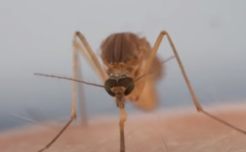IZLUĐUJU VAS KOMARCI? Razrežite OVO VOĆE na pola i ostavite u ćošak, NIKADA IH VIŠE NEĆETE VIDJETI BLIZU!