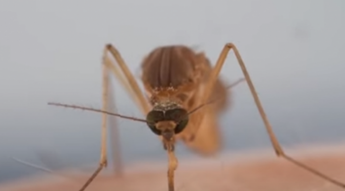 IZLUĐUJU VAS KOMARCI? Razrežite OVO VOĆE na pola i ostavite u ćošak, NIKADA IH VIŠE NEĆETE VIDJETI BLIZU!
