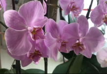 1 mjesečno orhideju zalijte ovim rastvorom, cvjetaće raskošno i ljepše NEGO IKAD