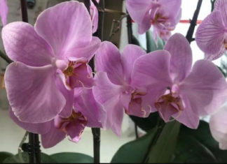 1 mjesečno orhideju zalijte ovim rastvorom, cvjetaće raskošno i ljepše NEGO IKAD