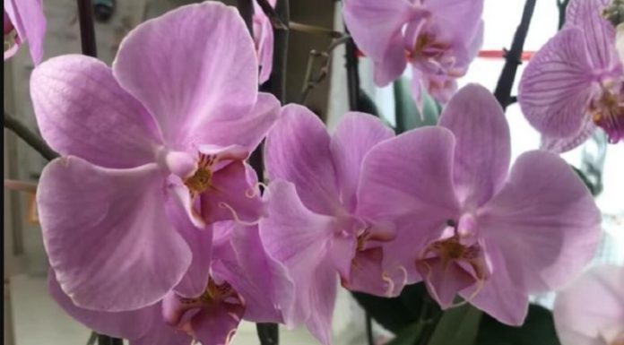 1 mjesečno orhideju zalijte ovim rastvorom, cvjetaće raskošno i ljepše NEGO IKAD