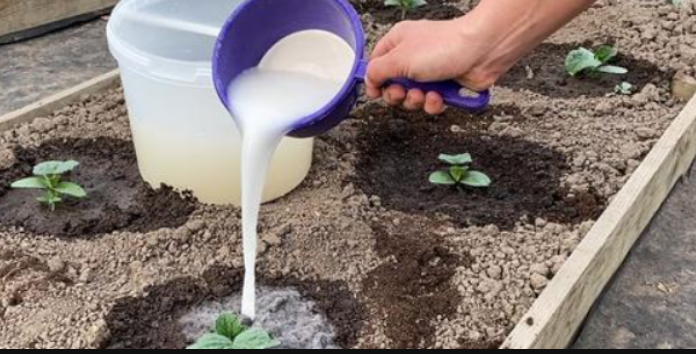 Zalijevajte KRASTAVCE ovim domaćim čudom i rasti će brzinom munje: Doslovno se mijenjaju pred vašim očima, a urod je 3 puta veći!